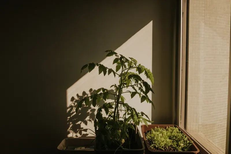 Young tomato plant in a black pot and a tray of lettuce seedlings on a windowsill in a shaft of afternoon sun