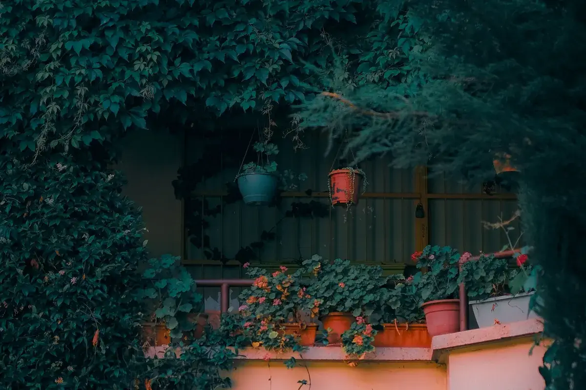 Balcony ledge crowded with geraniums in terracotta pots, two hanging pots on the railing and ivy covering the wall behind