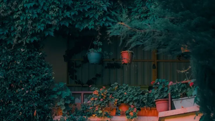 Balcony ledge crowded with geraniums in terracotta pots, two hanging pots on the railing and ivy covering the wall behind