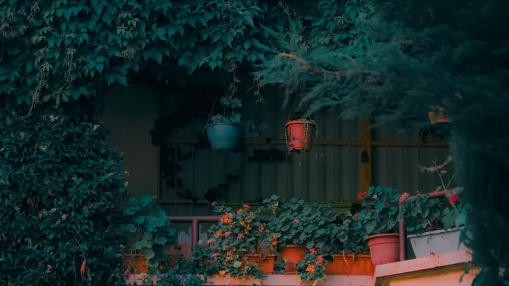 Balcony ledge crowded with geraniums in terracotta pots, two hanging pots on the railing and ivy covering the wall behind