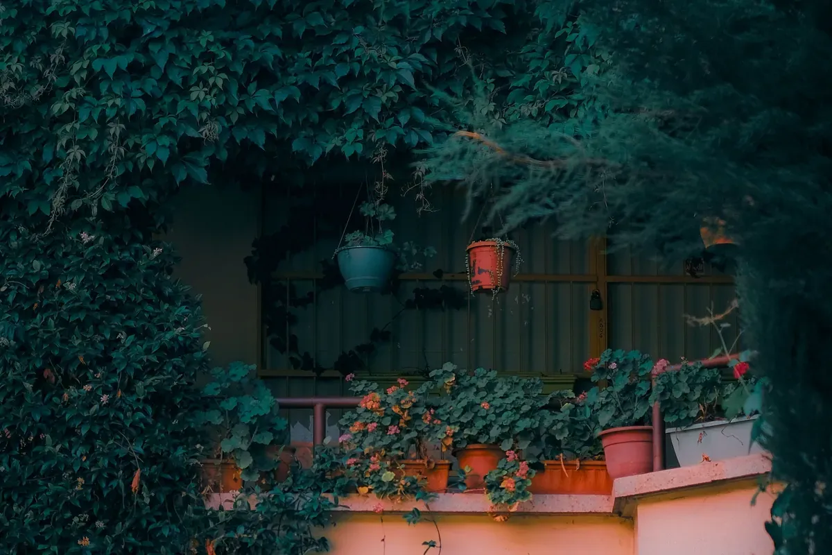 Balcony ledge crowded with geraniums in terracotta pots, two hanging pots on the railing and ivy covering the wall behind
