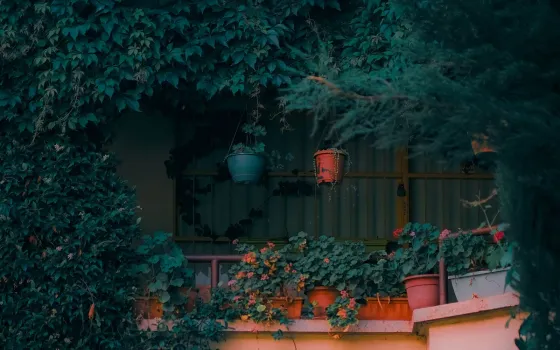 Balcony ledge crowded with geraniums in terracotta pots, two hanging pots on the railing and ivy covering the wall behind