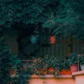 Balcony ledge crowded with geraniums in terracotta pots, two hanging pots on the railing and ivy covering the wall behind